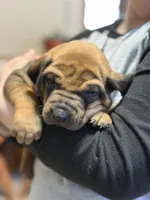 Ms. Blue, a female Rhodesian Ridgeback for sale in Greenville, MI – Photo 5 of 10
