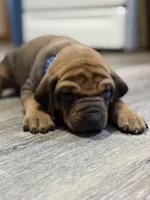 Ms. Blue, a female Rhodesian Ridgeback for sale in Greenville, MI – Photo 4 of 10