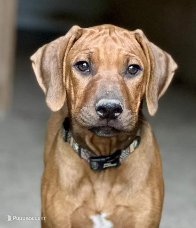 Little Girl – Rhodesian Ridgeback puppy for sale in Greenville, MI