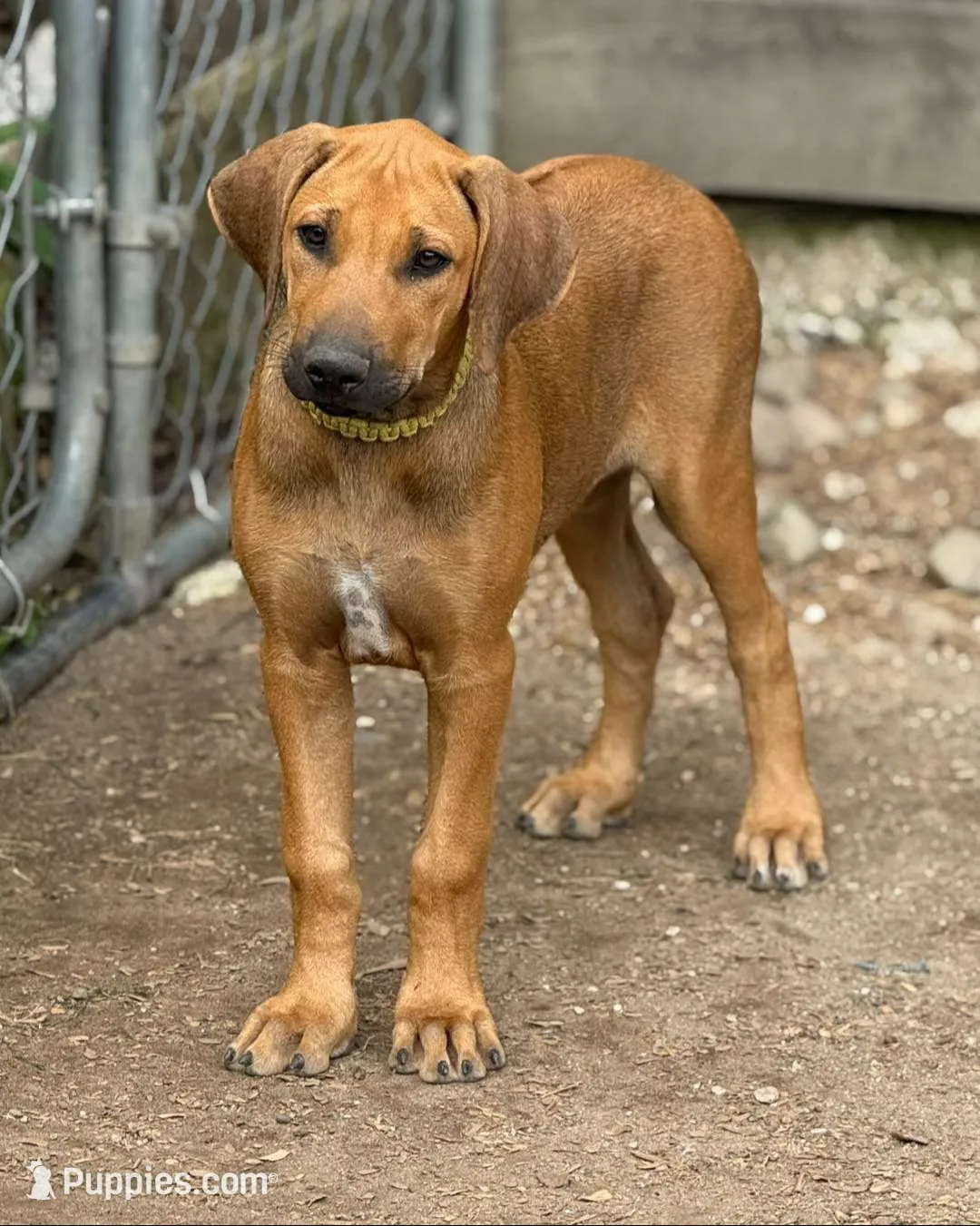 Ms. Green, a female Rhodesian Ridgeback for sale in Greenville, MI – 3 of 9