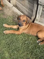Ms. Orange, a female Rhodesian Ridgeback for sale in Greenville, MI – 3 of 10