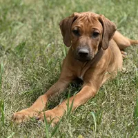 Ms. Purple, a female Rhodesian Ridgeback for sale in Greenville, MI – 5 of 9