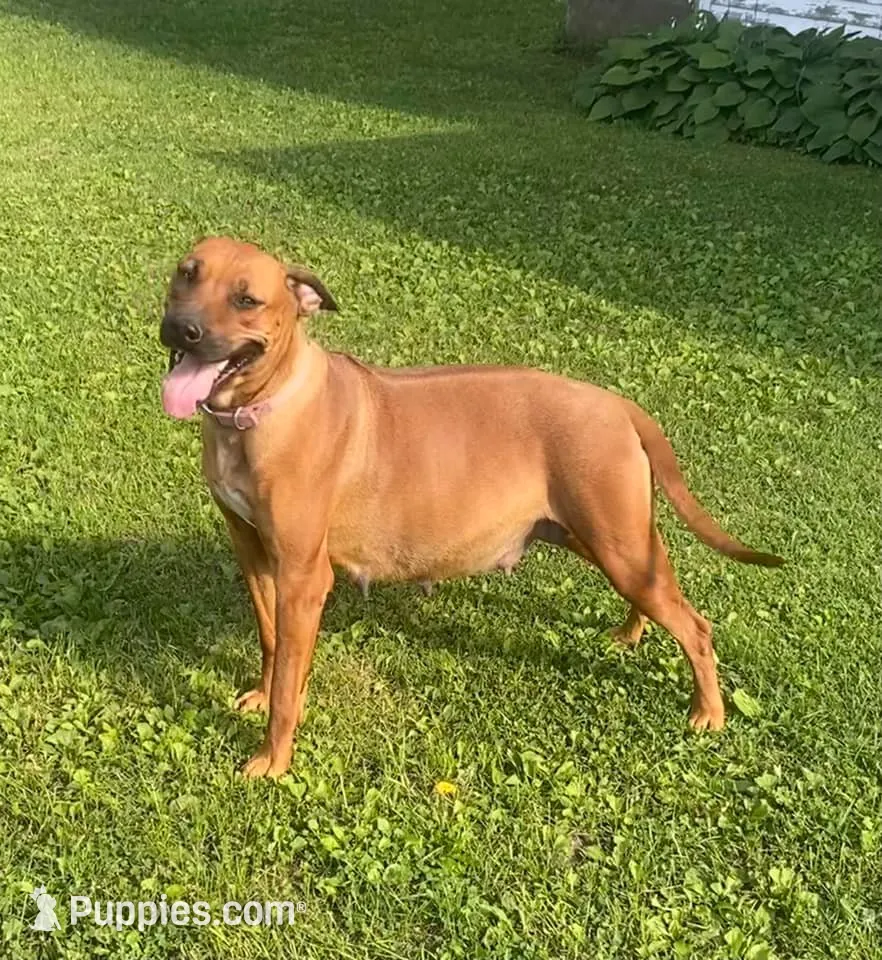 Ms. Purple, a female Rhodesian Ridgeback for sale in Greenville, MI – 7 of 9