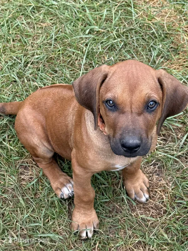 Ms. Orange  – Rhodesian Ridgeback puppy for sale in Greenville, MI