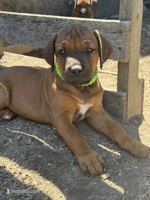 Ms. Lime Green – Rhodesian Ridgeback puppy for sale in Greenville, MI