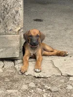 Ms. Rainbow, a female Rhodesian Ridgeback for sale in Greenville, MI – 3 of 10