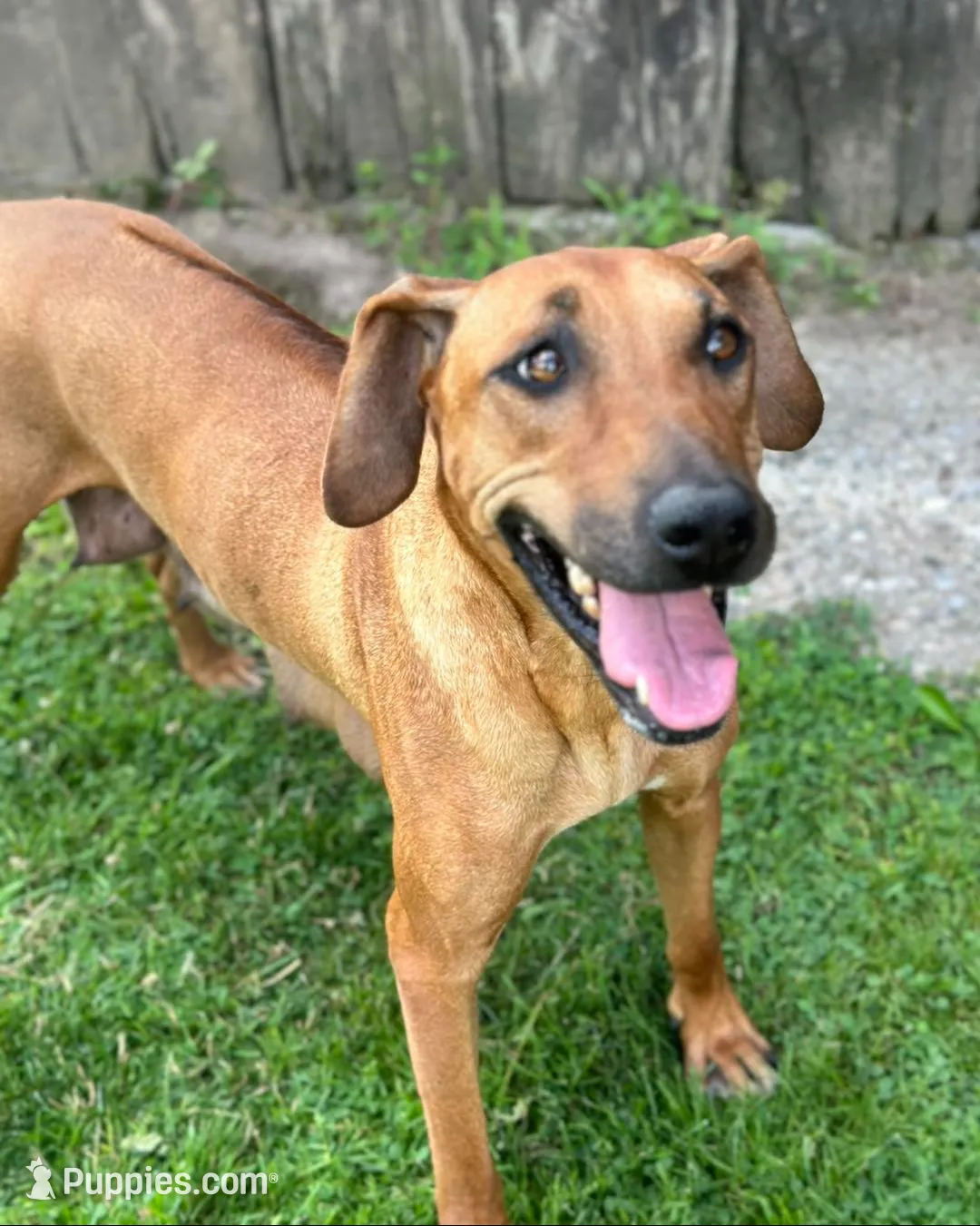 Ms. Green, a female Rhodesian Ridgeback for sale in Greenville, MI – 8 of 9