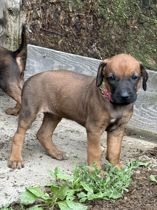 Ms. Rainbow – Rhodesian Ridgeback puppy on hold in Greenville, MI