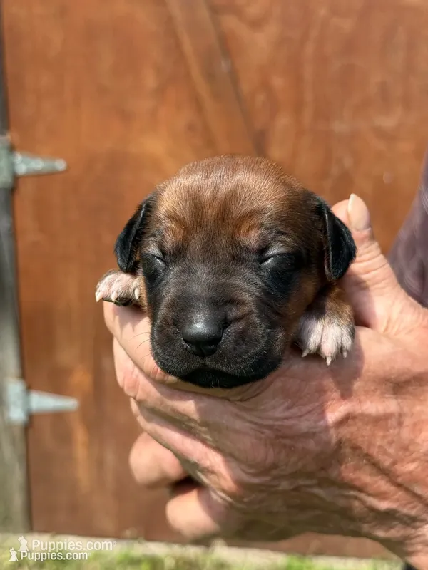 Ms. Black – Rhodesian Ridgeback puppy for sale in Greenville, MI