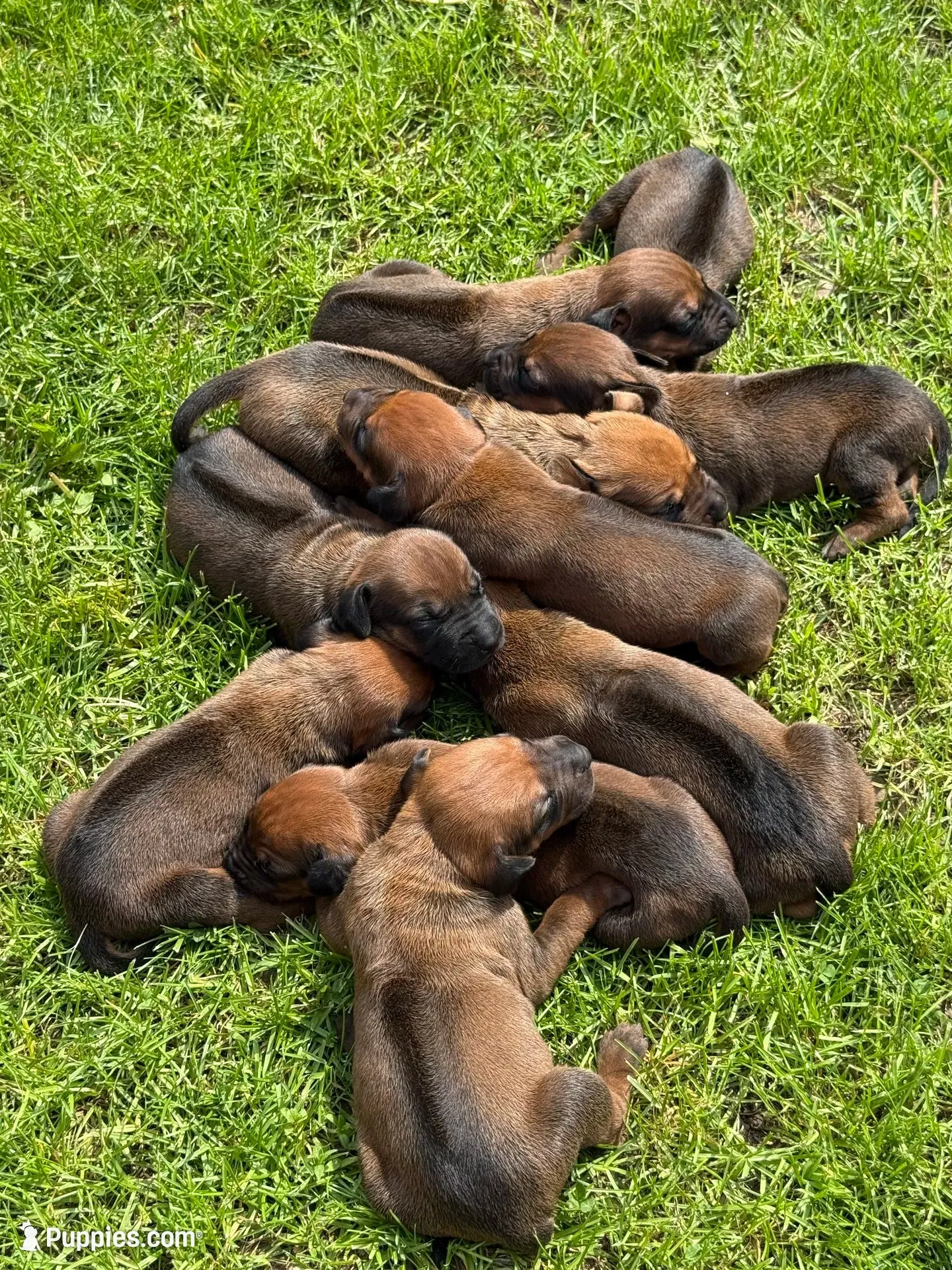 Ms. Black, a female Rhodesian Ridgeback for sale in Greenville, MI – 3 of 10