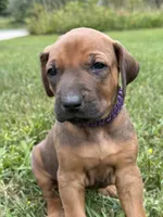 Ms. Purple, a female Rhodesian Ridgeback for sale in Greenville, MI – 4 of 10