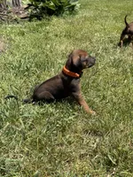 Ms. Orange, a female Rhodesian Ridgeback for sale in Greenville, MI – 5 of 10