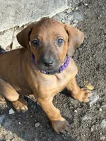 Ms. Purple, a female Rhodesian Ridgeback for sale in Greenville, MI – 8 of 8