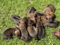 Ms. Yellow, a female Rhodesian Ridgeback for sale in Greenville, MI – 5 of 10