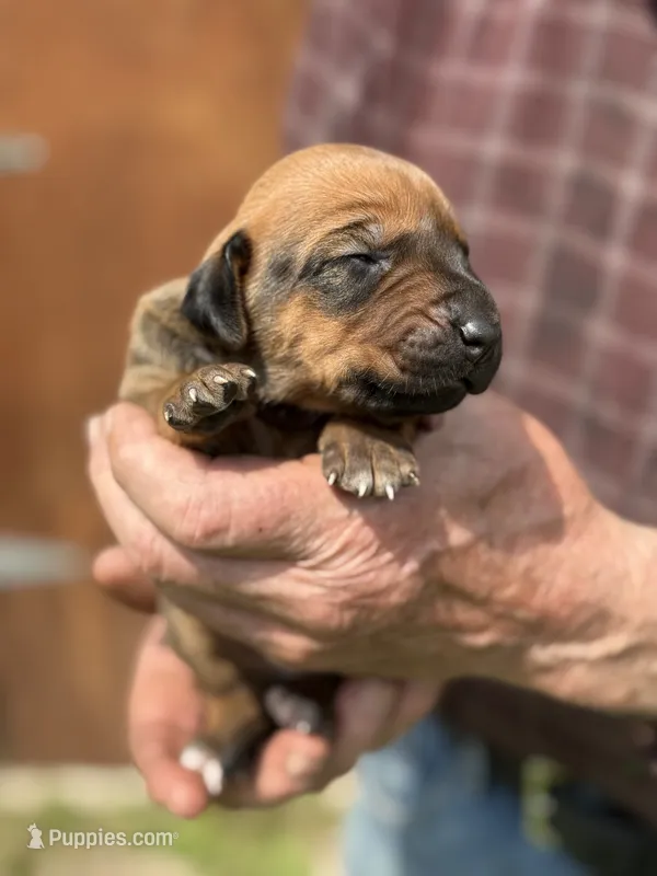 Ms. Yellow, a female Rhodesian Ridgeback for sale in Greenville, MI – 1 of 10