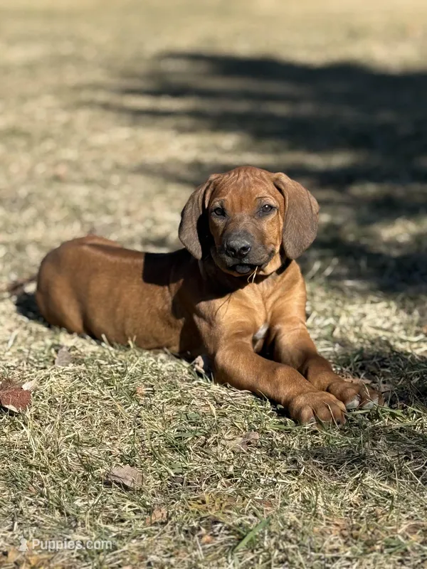 Ms. Green – Rhodesian Ridgeback puppy for sale in Greenville, MI