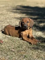 Ms. Green, a female Rhodesian Ridgeback for sale in Greenville, MI – Photo 5 of 10