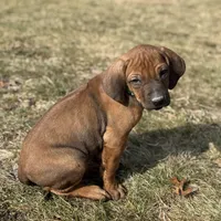 Ms. Green, a female Rhodesian Ridgeback for sale in Greenville, MI – Photo 8 of 10