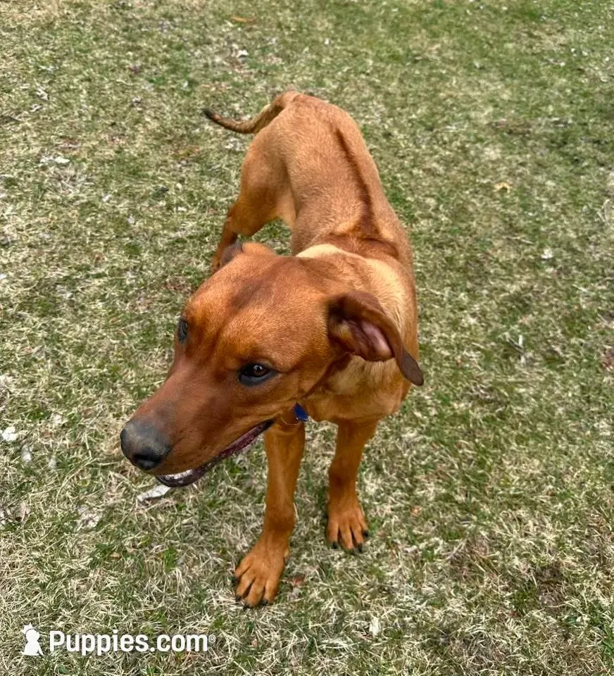 Ms. Pink, a female Rhodesian Ridgeback for sale in Greenville, MI – 10 of 10