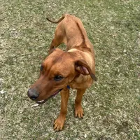 Ms. Green, a female Rhodesian Ridgeback for sale in Greenville, MI – Photo 10 of 10