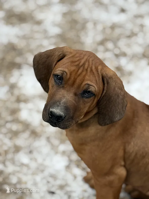 Ms. Green – Rhodesian Ridgeback puppy for sale in Greenville, MI