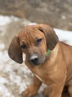 Ms. Green, a female Rhodesian Ridgeback for sale in Greenville, MI – Photo 2 of 10