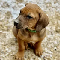 Ms. Green, a female Rhodesian Ridgeback for sale in Greenville, MI – Photo 7 of 10