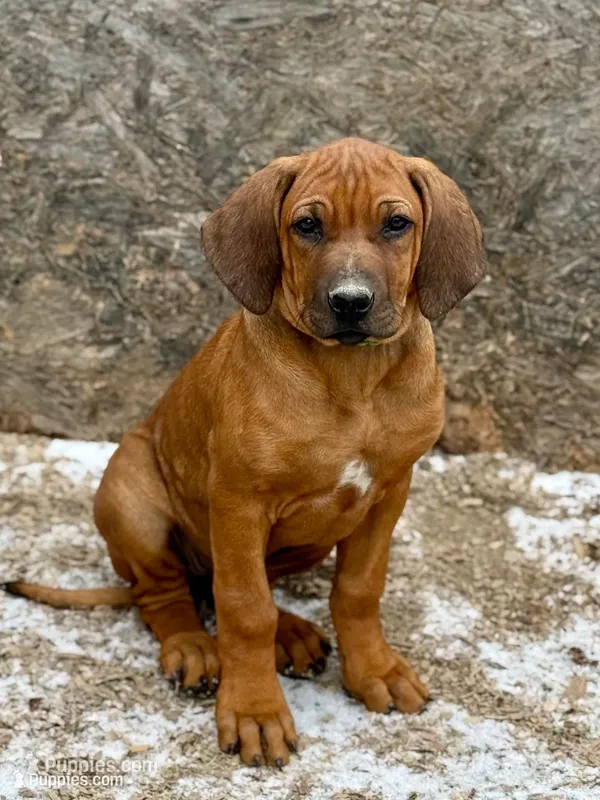 Ms. Pink – Rhodesian Ridgeback puppy for sale in Greenville, MI