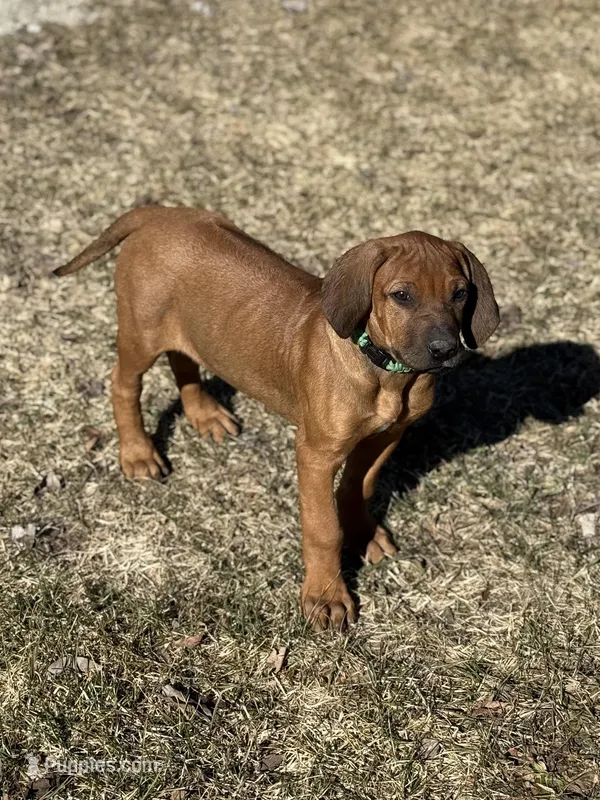 Ms. Green – Rhodesian Ridgeback puppy for sale in Greenville, MI