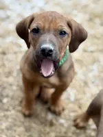 Ms. Green, a female Rhodesian Ridgeback for sale in Greenville, MI – Photo 6 of 10