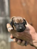 Ms. Red, a female Rhodesian Ridgeback for sale in Greenville, MI – 2 of 10