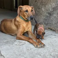 Millie Jo, a female Rhodesian Ridgeback for sale in Greenville, MI – 2 of 3
