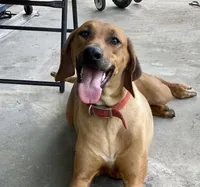 Little Girl, a  Rhodesian Ridgeback for sale in Greenville, MI – 10 of 10