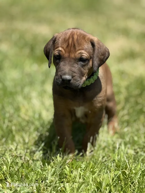 Ms. Lime Green – Rhodesian Ridgeback puppy for sale in Greenville, MI