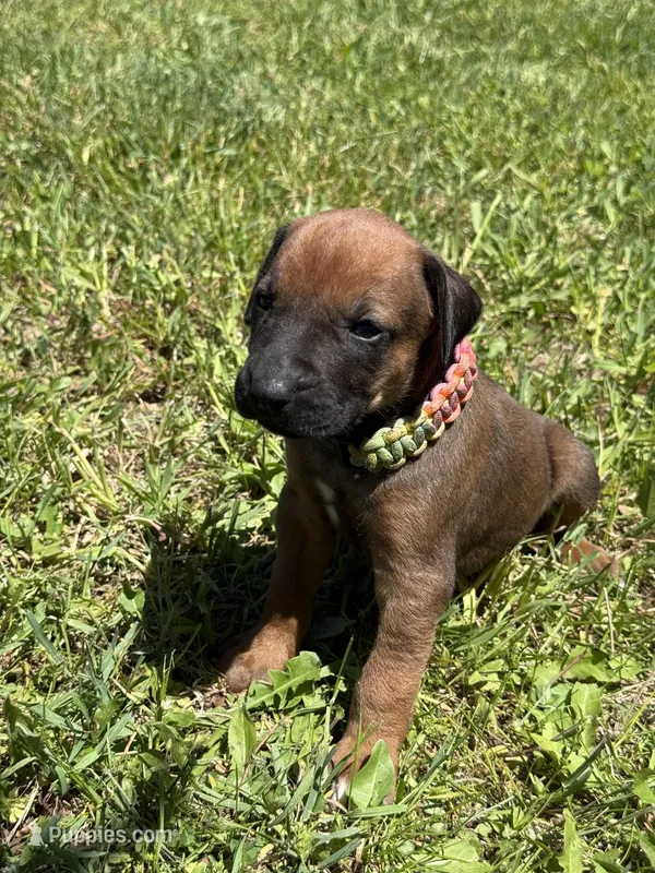 Ms. Rainbow – Rhodesian Ridgeback puppy for sale in Greenville, MI