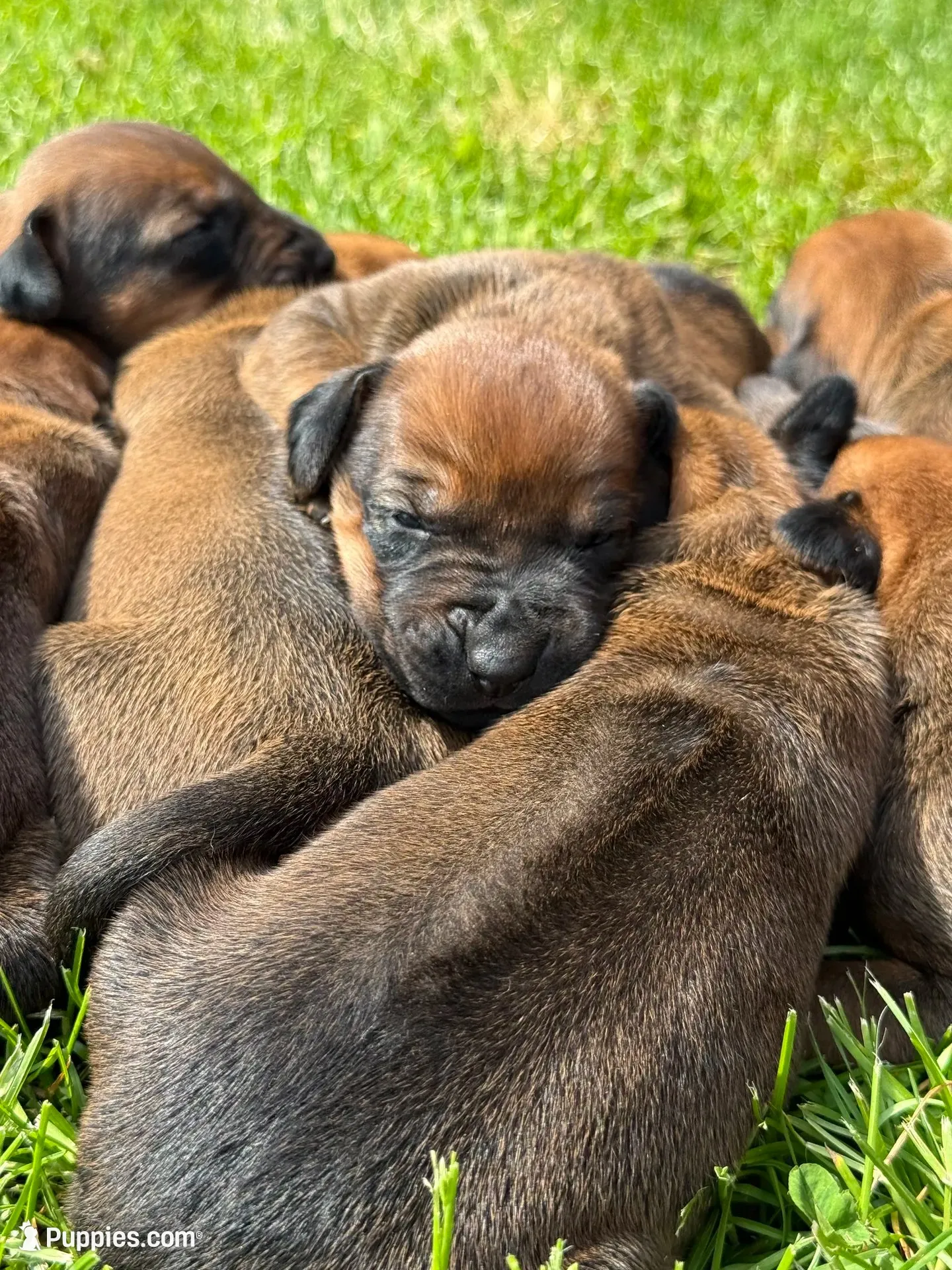 Ms. Black, a female Rhodesian Ridgeback for sale in Greenville, MI – 5 of 10