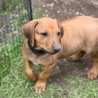 RR Puppy, a  Rhodesian Ridgeback for sale in Greenville, MI – 6 of 10