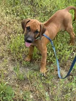 Ms. Rainbow, a female Rhodesian Ridgeback for sale in Greenville, MI – 2 of 9