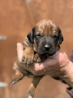 Ms. Lime Green, a female Rhodesian Ridgeback for sale in Greenville, MI – 1 of 8