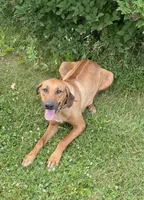 Little Girl, a  Rhodesian Ridgeback for sale in Greenville, MI – 8 of 10