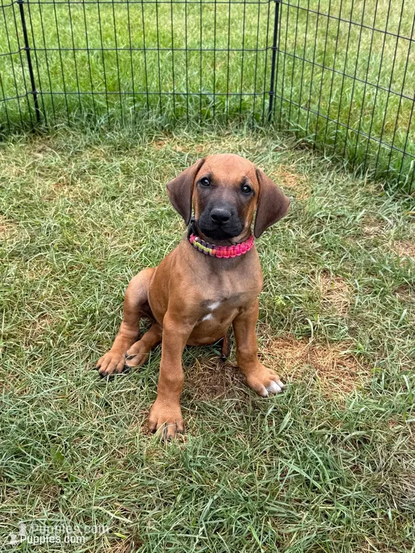 Ms. Rainbow – Rhodesian Ridgeback puppy for sale in Greenville, MI