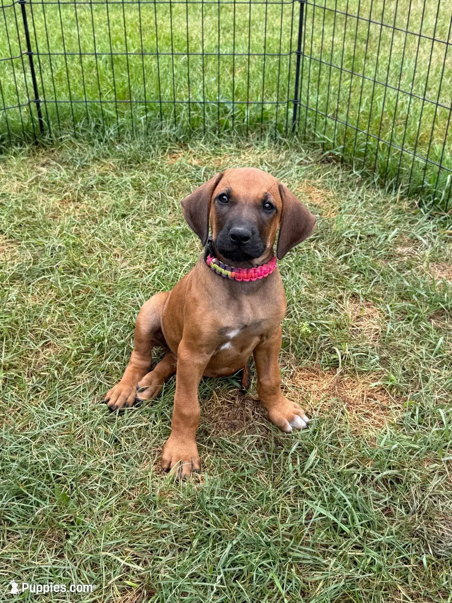 Ms. Rainbow, a female Rhodesian Ridgeback for sale in Greenville, MI – 2 of 10
