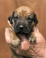 Little Girl, a  Rhodesian Ridgeback for sale in Greenville, MI – 3 of 10