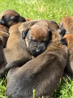 Ms. Red, a female Rhodesian Ridgeback for sale in Greenville, MI – 5 of 10