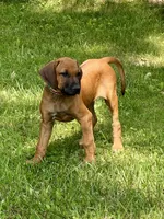 Ms. Rainbow, a female Rhodesian Ridgeback for sale in Greenville, MI – 4 of 9