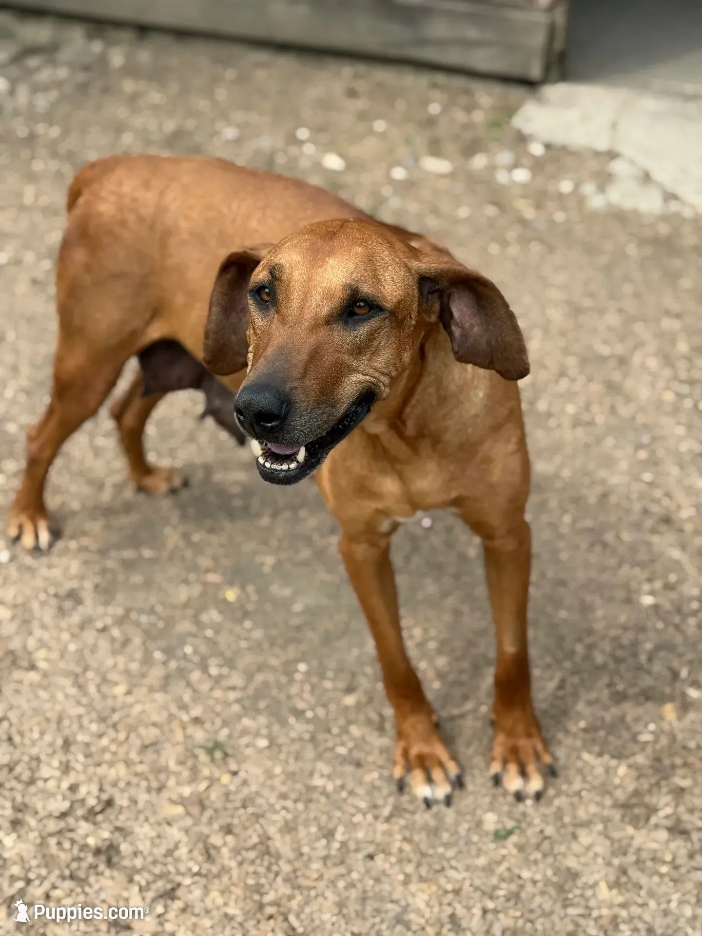 Ms. Black, a female Rhodesian Ridgeback for sale in Greenville, MI – 8 of 10