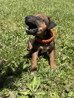 Ms. Orange, a female Rhodesian Ridgeback for sale in Greenville, MI – 4 of 10
