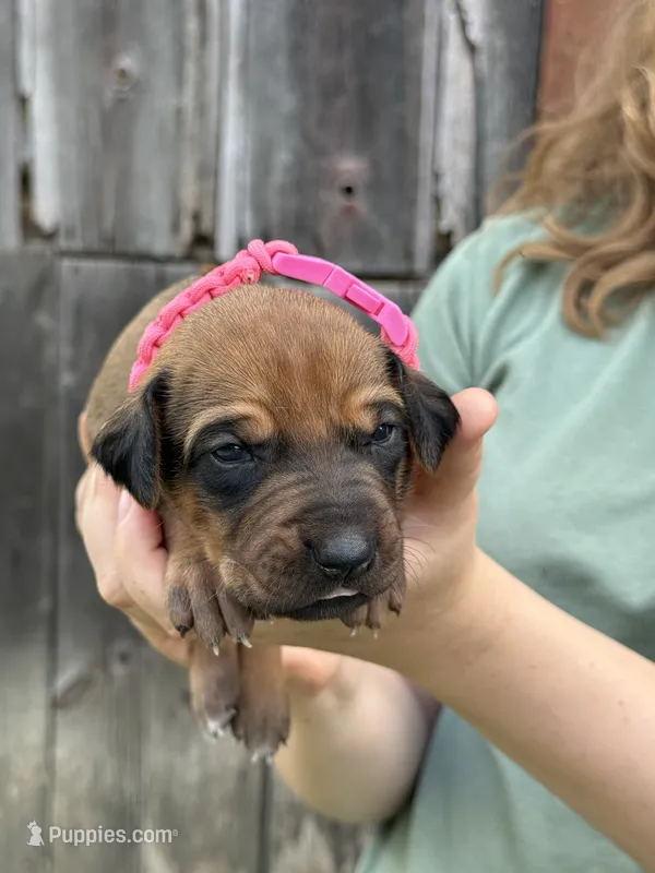 Ms. Girl – Rhodesian Ridgeback puppy for sale in Greenville, MI
