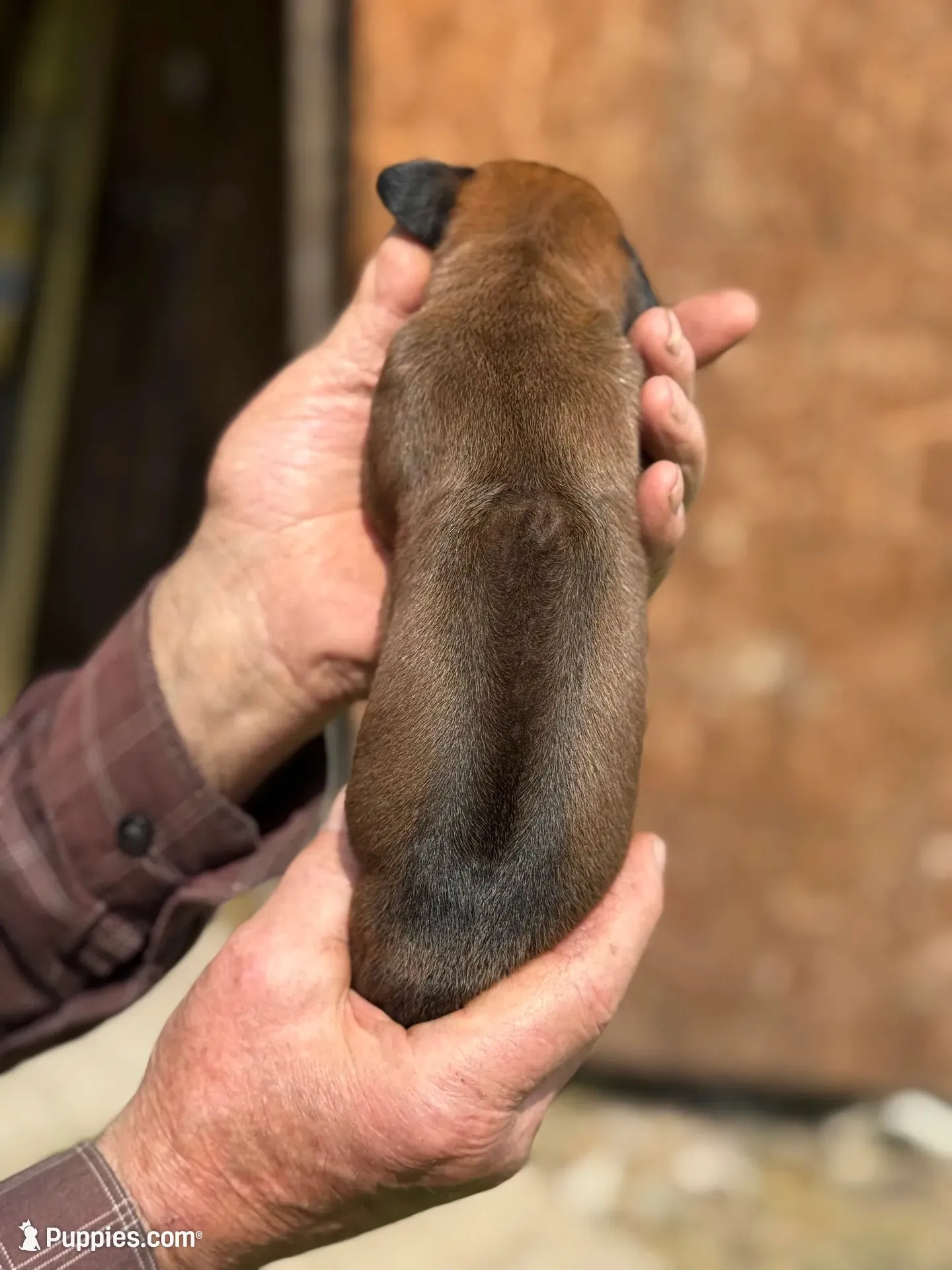 Ms. Black, a female Rhodesian Ridgeback for sale in Greenville, MI – 2 of 10