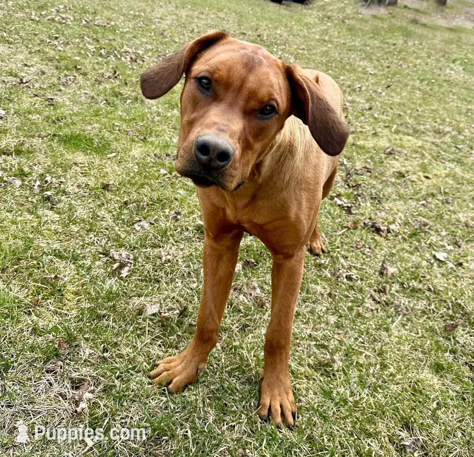 Ms. Pink, a female Rhodesian Ridgeback for sale in Greenville, MI – 9 of 10